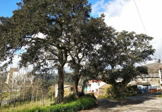 Aberto o período de información pública sobre a inclusión da sobreira de Vilariño no Catálogo galego de árbores senlleiras